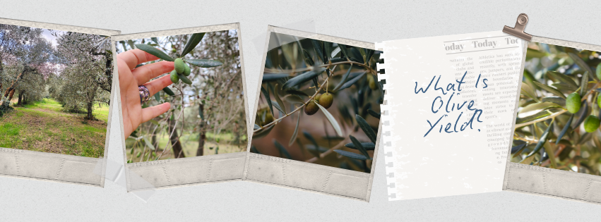 what is olive yield?